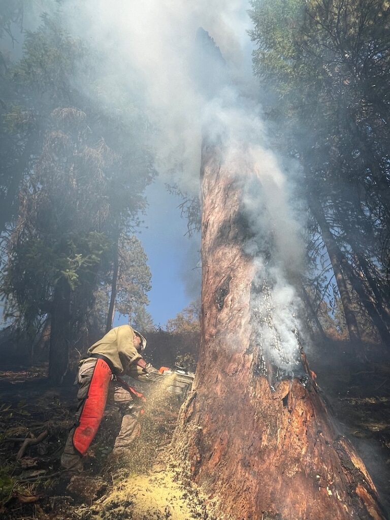 Cutting down a burning tree