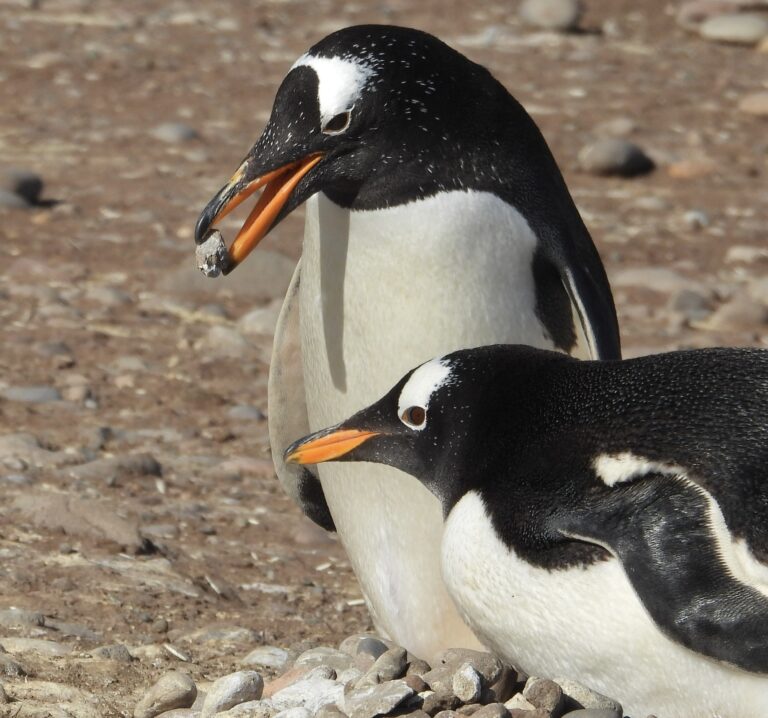 Two penguins building a nest