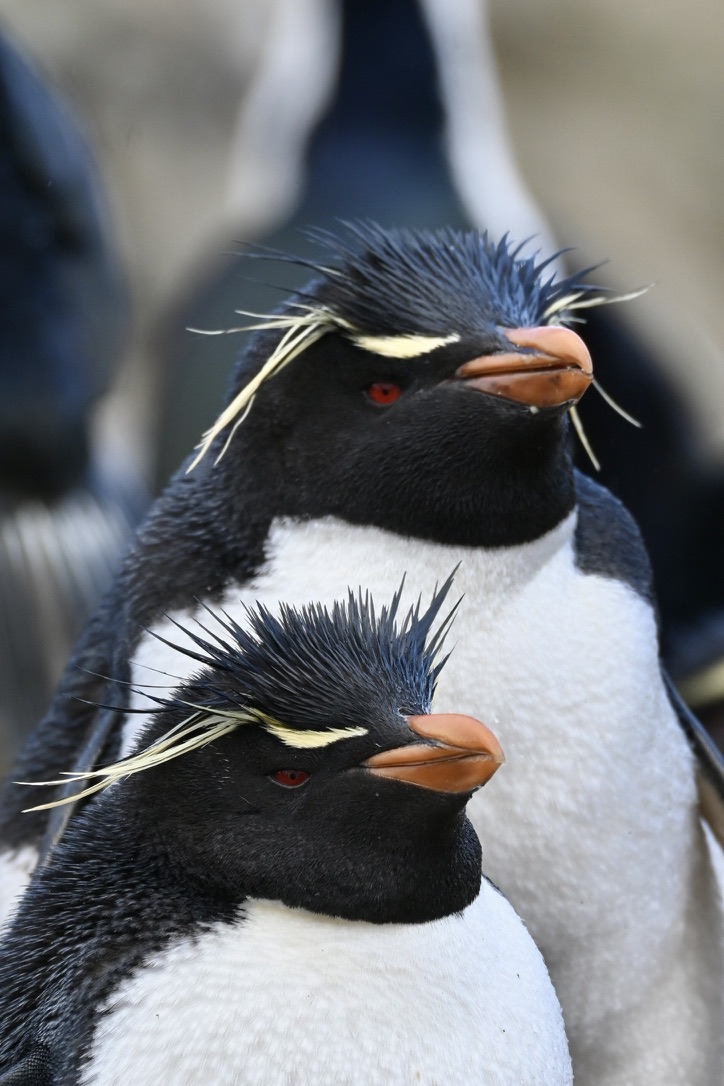 2 rockhopper penguins