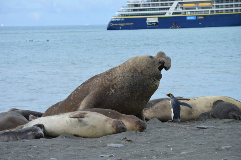 An elephant seal with a penguin