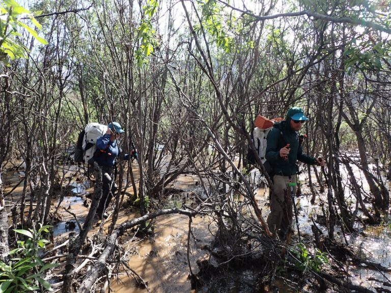 Backpacking through an arctic marsh