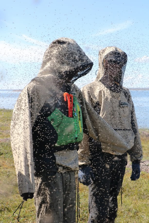 Two guys with an insane number of black flies around them